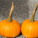 Long Handle Field Trip Pumpkin Seeds
