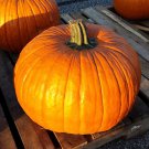 Connecticut Field Pumpkin Seeds
