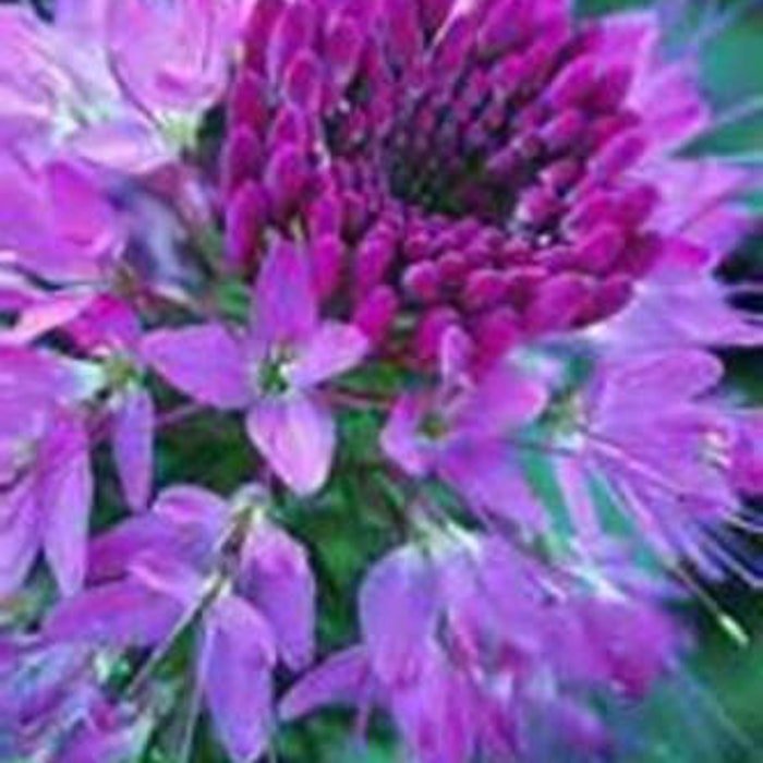 Light Purple Spider Flower Cleome 25 Seeds