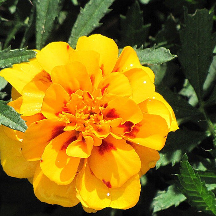 Safari Yellow Marigold Seeds