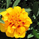 Safari Yellow Marigold Seeds