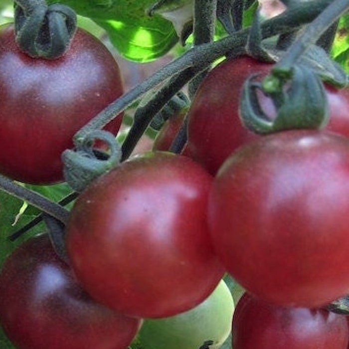 Dark Red Cherry Tomato Seeds