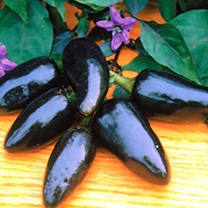 Black Plum Pepper Seeds