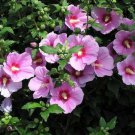 Pink Rose Of Sharron Tree Seeds