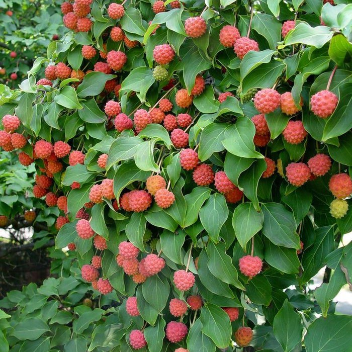 Japanese Dogwood Tree Seeds Grows Edible Berries