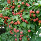 Japanese Dogwood Tree Seeds Grows Edible Berries