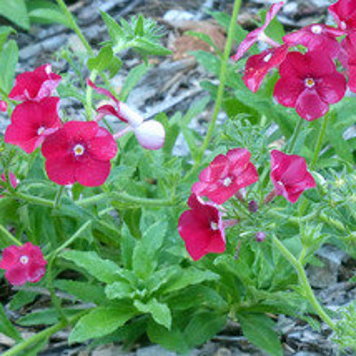 Red Drummond Phlox Seeds