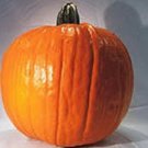 Gold Rush Pumpkin Seeds