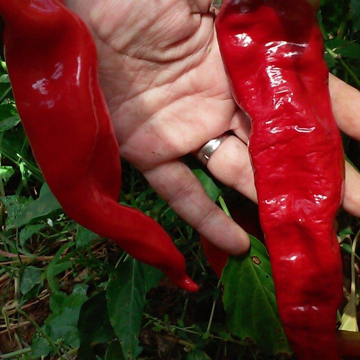 Japanese Entero Pepper Seeds