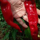 Japanese Entero Pepper Seeds