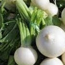 Shogoin Turnip Seeds
