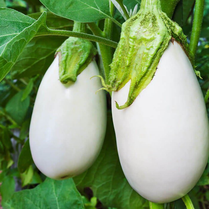 Ghostbuster Eggplant Seeds