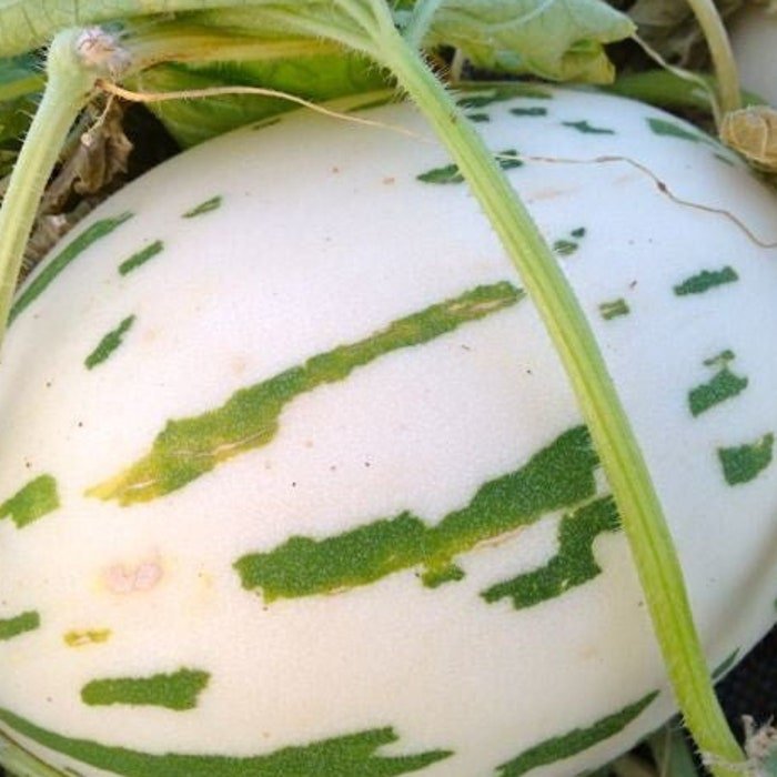 Snow Leopard Melon Seeds
