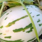 Snow Leopard Melon Seeds
