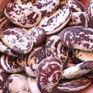 Christmas Lima Bean Seeds