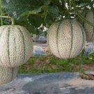 Athena Cantaloupe Seeds