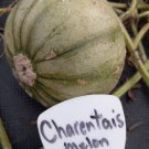 Charentais Melon Seeds