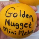 Golden Nugget Mini Melon Seeds