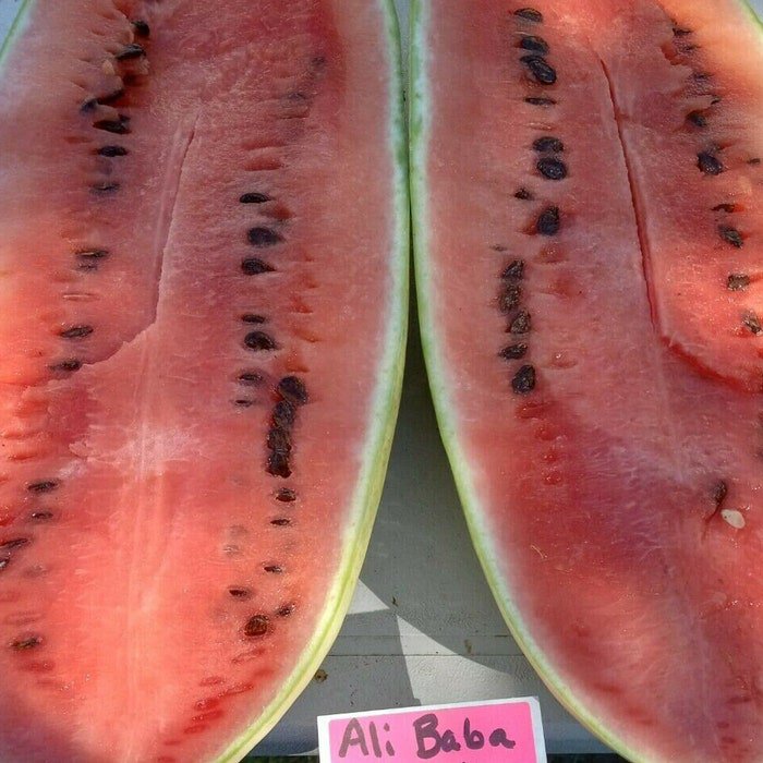 Ali Baba Watermelon Seeds