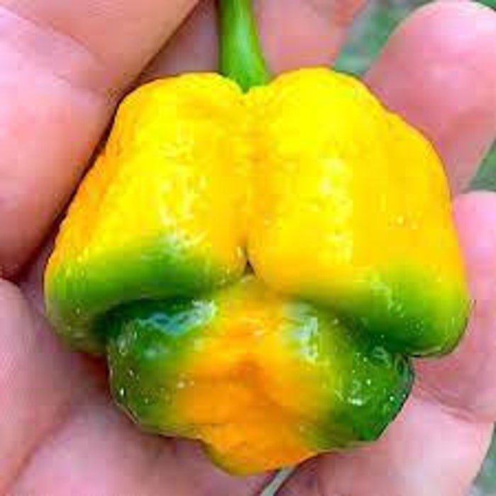 Lemon Lime Trinidad Scorpion Pepper Seeds