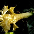 Triple Yellow Devil Trumpet