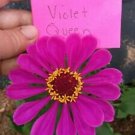 Violet Queen Zinnia