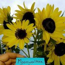 Moonwalker Sunflower
