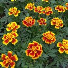Safari Yellow Fire Marigold