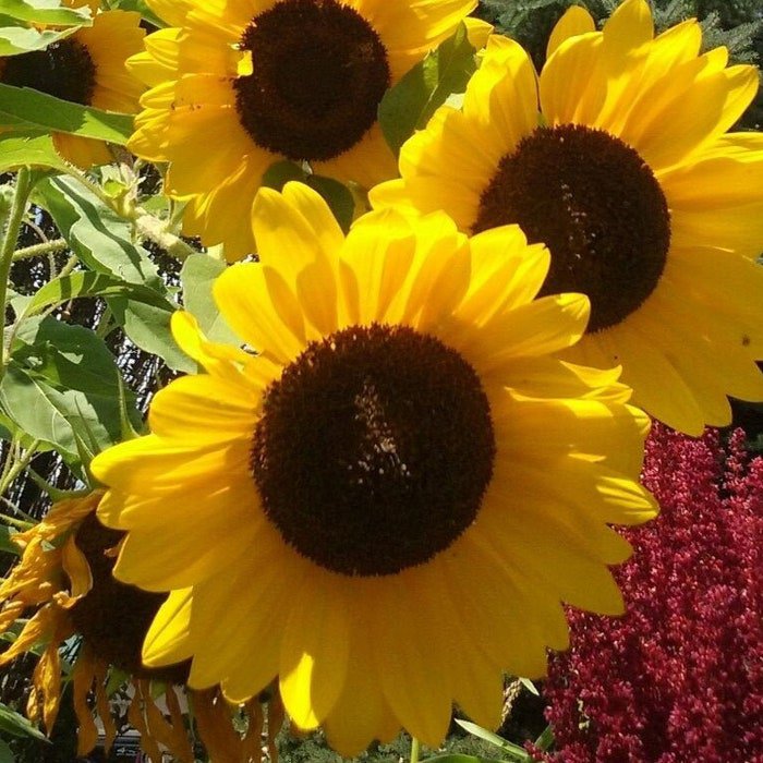Sunflower #22