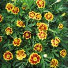 Legion Of Honor Dwarf Marigold
