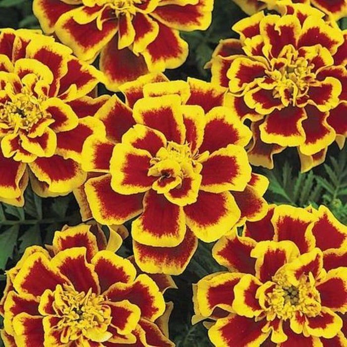 Durango Bee Marigold