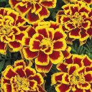 Durango Bee Marigold
