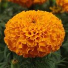 Jumbo Orange Crackerjack Marigold