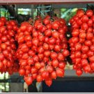 Riesentrauble Tomato Huge Clusters