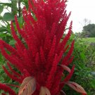 Red Garnet Amaranth