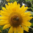 Sunflower #2