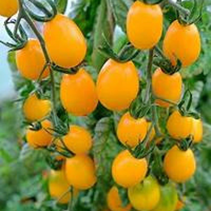 Sun Belle Tomato
