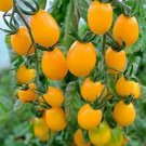 Sun Belle Tomato