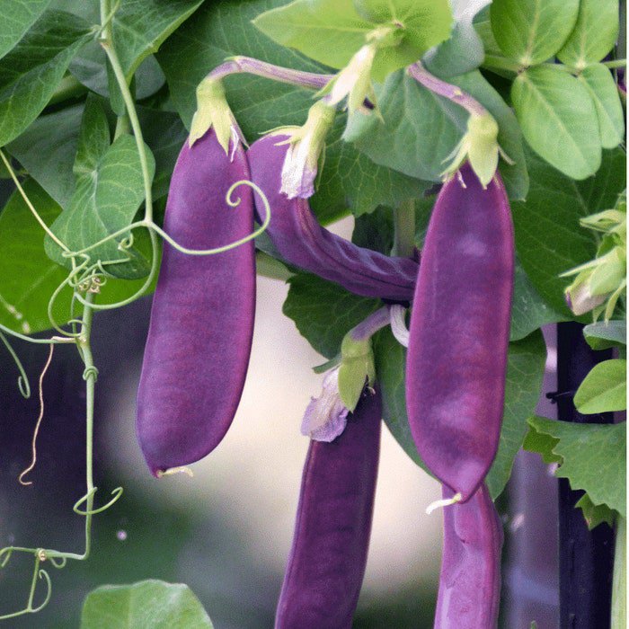 Rare Sugar Magnolia Tendril Peas Very Limited Supple