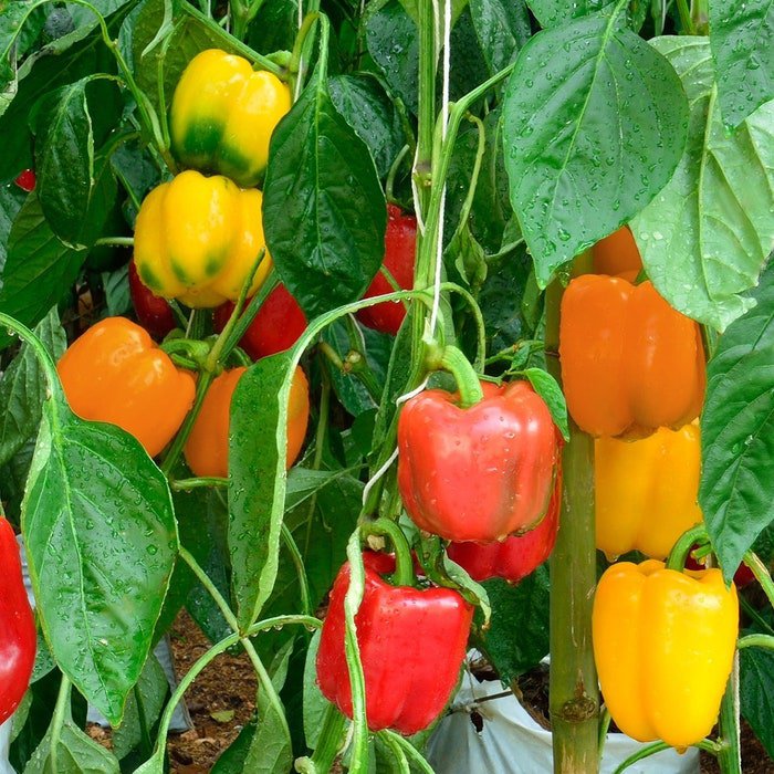 Sweet Mini Bell Pepper Mix