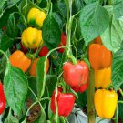 Sweet Mini Bell Pepper Mix