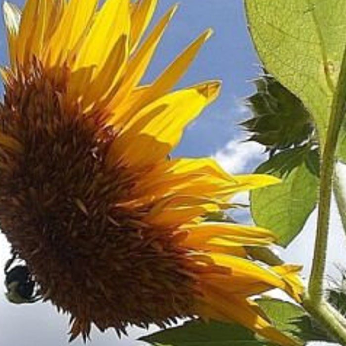 Sunflower #3