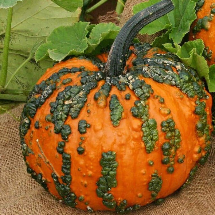 Small Warty Goblin Pumpkin