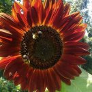 Sunflower #9
