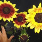 Sunflower #17