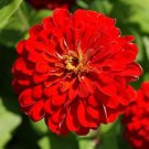 Meteor Zinnia Blooms Up To 5 Inches Across