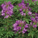 Royal Queen Purple Dwarf Cleome Spider Flower