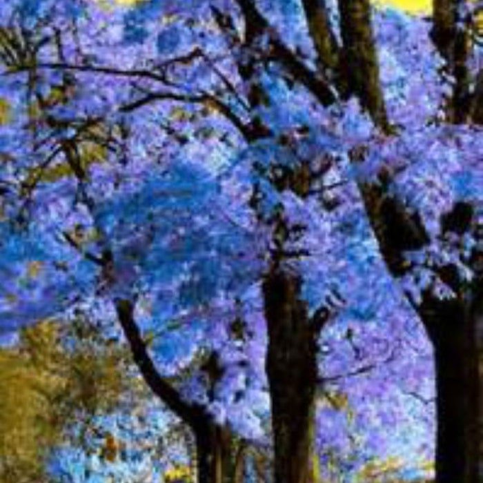 Royal Empress Tree Foxglove Tree Princess Tree