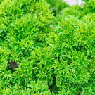 Parsley Moss Cur