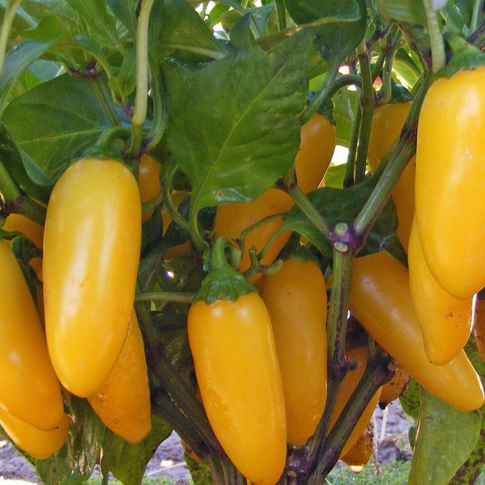 Lemon Spice Jalapeno Pepper
